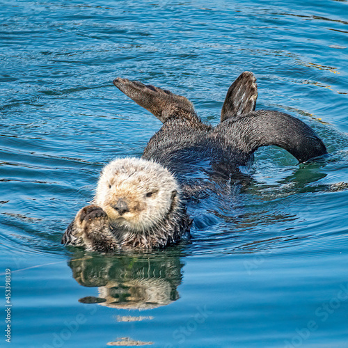 Southern sea otters enjoying life on the Central California Coast