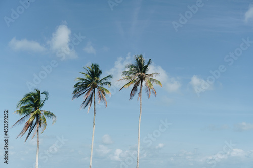 Tropical palm coconut trees on sunset sky flare and bokeh nature background.