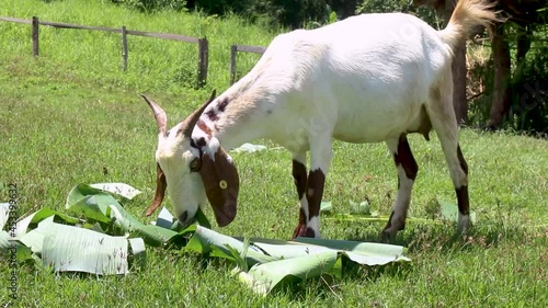 goats in a meadow of a goat farm.