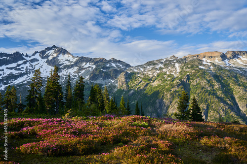 Flowers in the Meadow