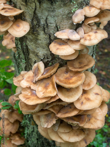 honey mushrooms on a tree trunk