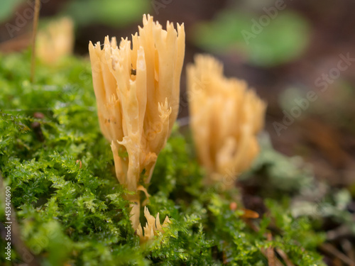 mushroom Ramaria flava in the forest