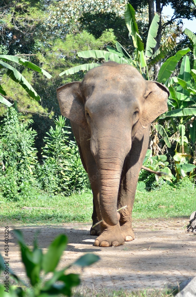 Fototapeta premium elephant in the park
