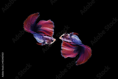 A betta fish is a small, freshwater fish that is brightly colored, has long fins, This is one of kind betta fish called Multicolor Double Tail betta Fish.
