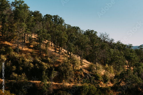 Evening light on a dry wooded hillside in California.