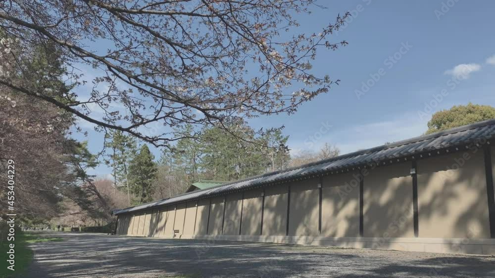 京都御苑 桜 満開 京都 京都御苑 桜 満開 京都