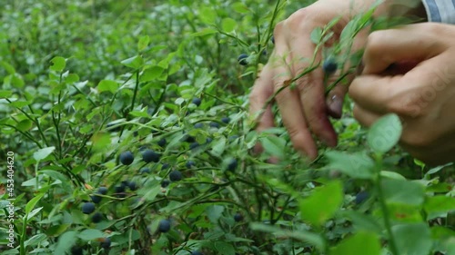picking blueberries in the forest. close up.