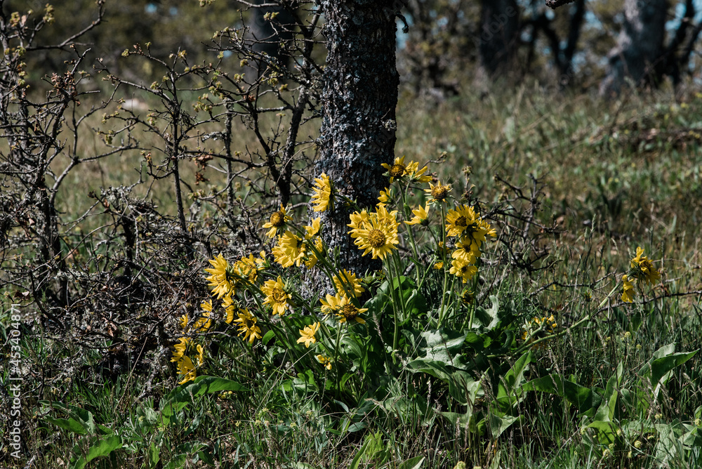 Fototapeta premium Yellow flowers blooming under a tree on the meadow.