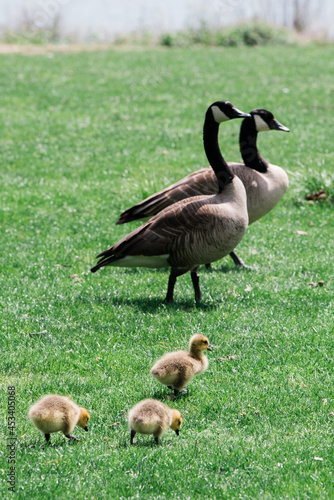 Goslings with Geese