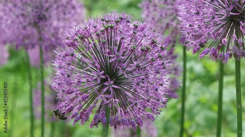 bees collects pollen from blooming flovers Ornamental Onion (Allium hollandicum)