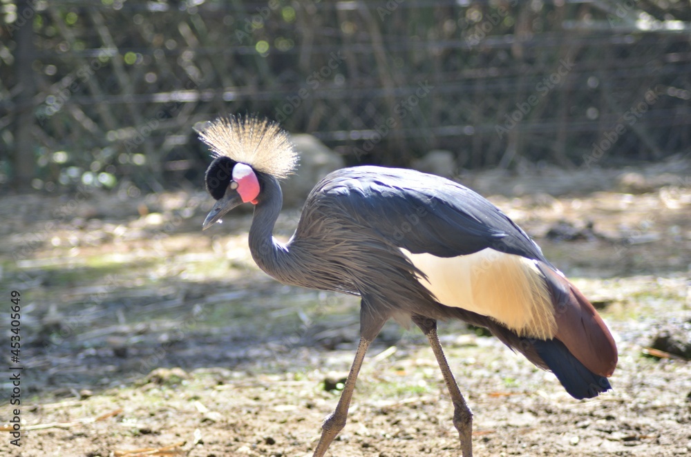 Fototapeta premium grey crowned crane