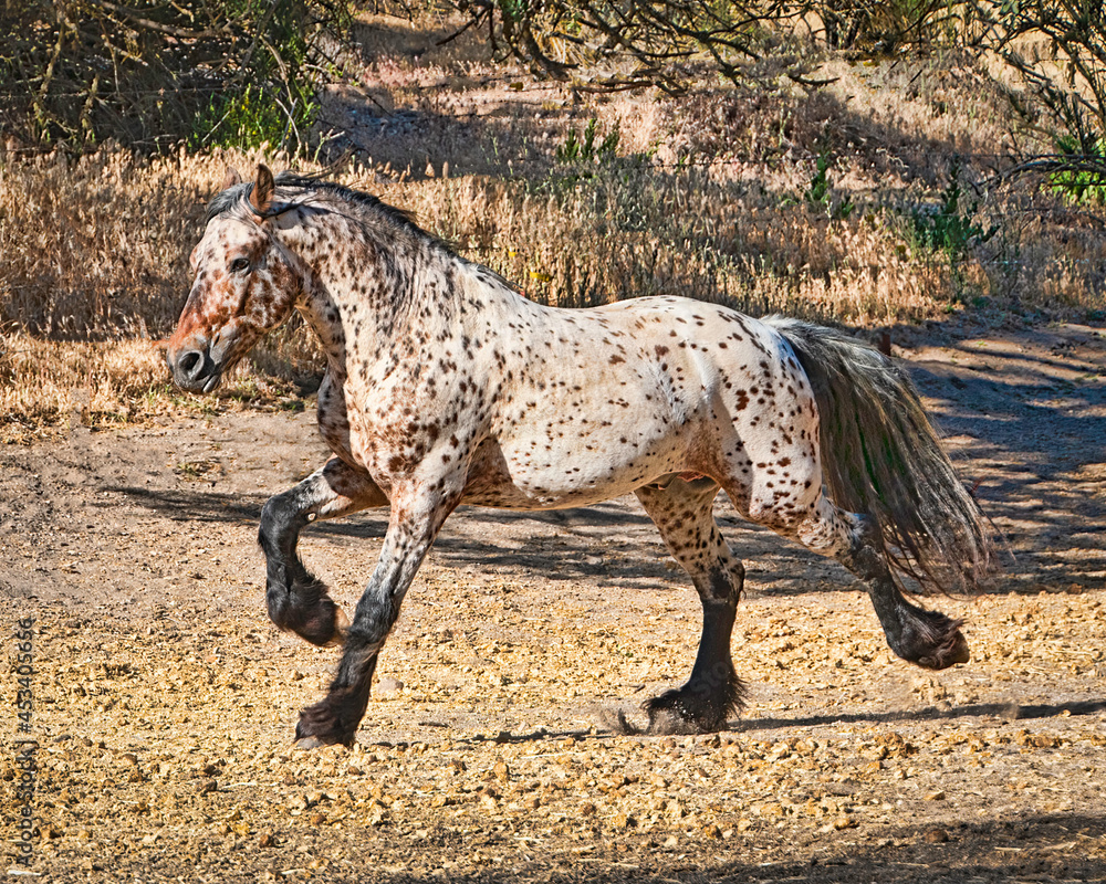 Beautiful Horses
