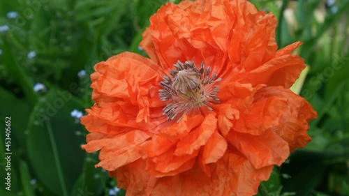 red poppy flower in the garden closeup.