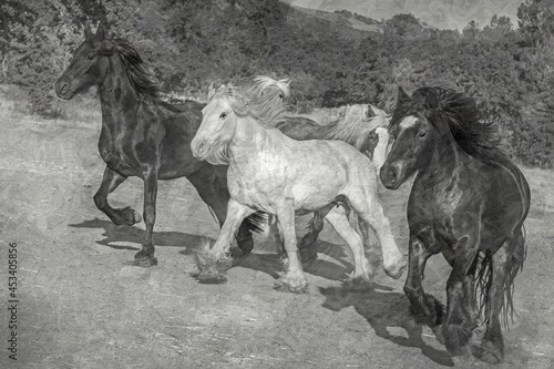 Beautiful Horses
