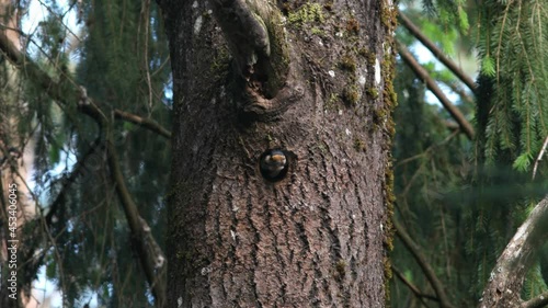 bird great spotted woodpecker male climbs out of the hollow.