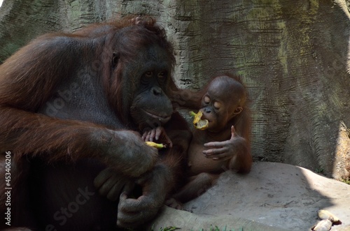 mother and son of orang utan photo