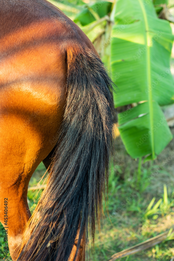 Horse red and black tail, two basic pigment colors of the horse