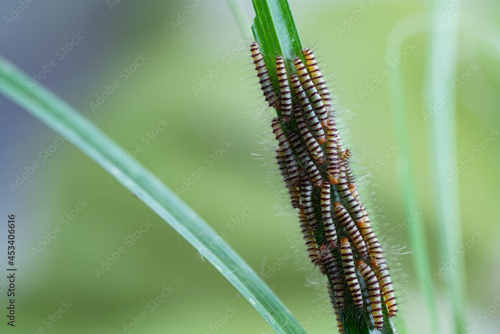 Hairy slug worm with droplets on green grass leaf in spring season,blurred background.(Calliteara pudibunda) Hairy slug worm with droplets on green grass leaf in spring season,blurred background.(Calliteara pudibunda)