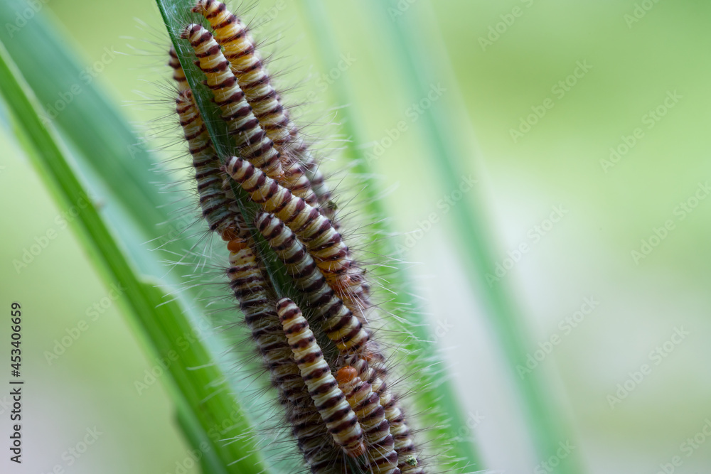 Hairy slug worm with droplets on green grass leaf in spring season,blurred background.(Calliteara pudibunda)