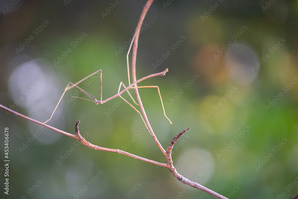 Walking stick insect or Phasmids (Phasmatodea or Phasmatoptera) also