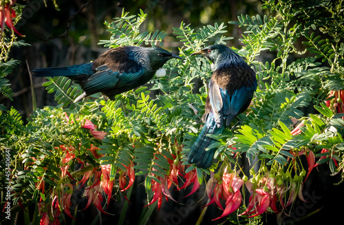 New Zealand native songbird Tui 
