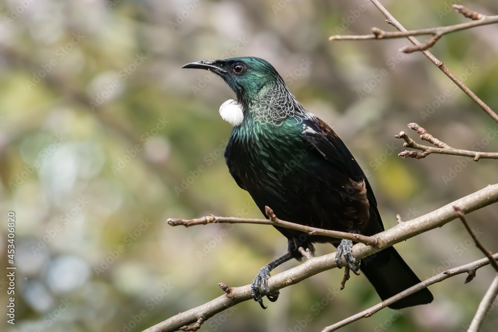 Fototapeta premium New Zealand native songbird Tui