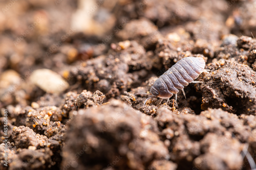 A Common Isopod (Cubaris murina) A Common Isopod (Cubaris murina)