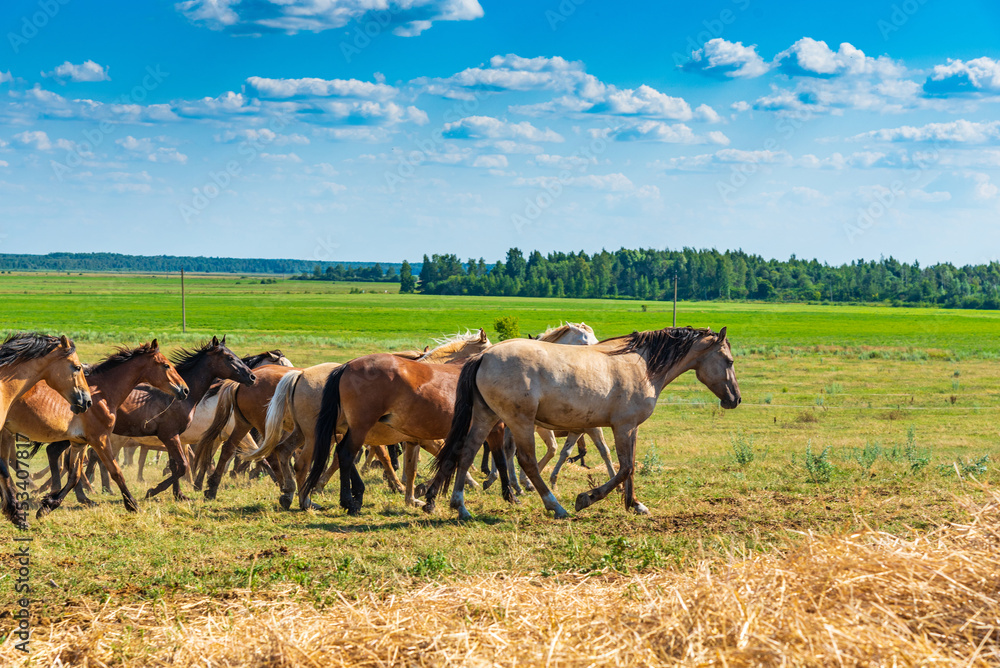 A herd of horses grazes in a rural pasture.