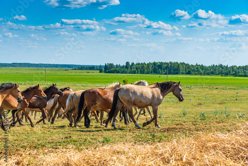 A herd of horses grazes in a rural pasture. © shymar27