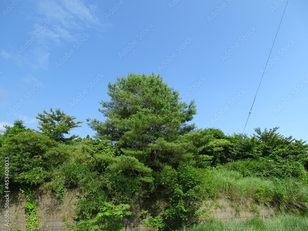 Obraz premium 夏の里山風景