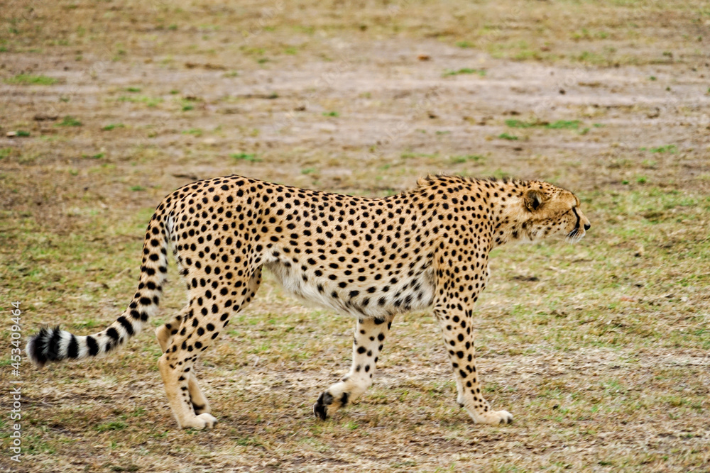 A cool walking wild cheetah (Masai Mara National Reserve, Kenya) A cool walking wild cheetah (Masai Mara National Reserve, Kenya)