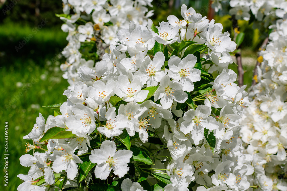 Close up of a branch with white apple tree flowers in full bloom with blurred background in a garden in a sunny spring day, beautiful Japanese cherry blossoms floral background, sakura. Close up of a branch with white apple tree flowers in full bloom with blurred background in a garden in a sunny spring day, beautiful Japanese cherry blossoms floral background, sakura.