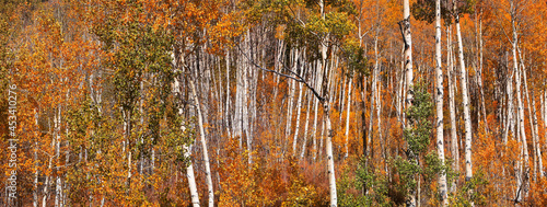 Panoramic view of colorful Aspen forest in Colorado