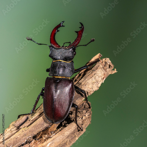 Hirschkäfer (Lucanus cervus) Männchen photo