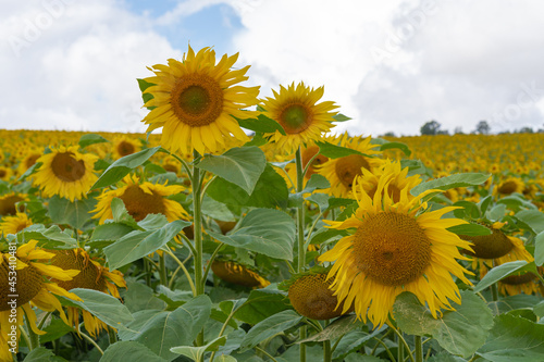 Saint-Pierre-en-Auge, France - 08 04 2021: A field of sunflower flowers under a cloudy sky