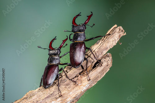 Hirschkäfer (Lucanus cervus) Männchen, Drohgebärden photo