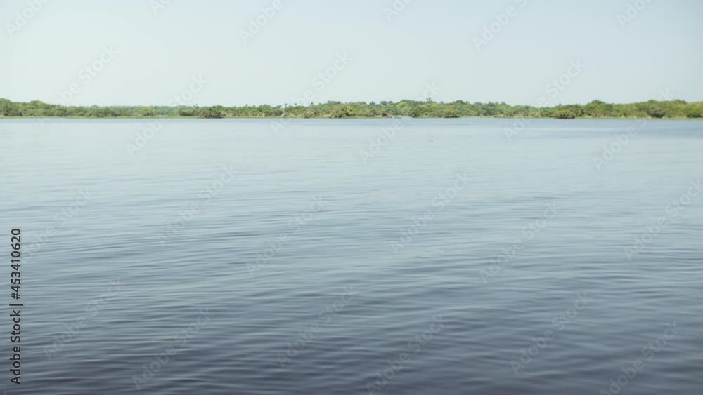 Amazon River with floating plants Amazon River with floating plants