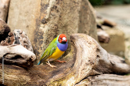 The Gouldian finch or Erythrura gouldiae small colorful bird sitting on a tree outdors