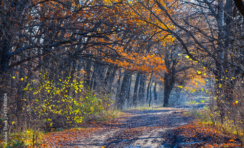 dirty ground road in autumn forest