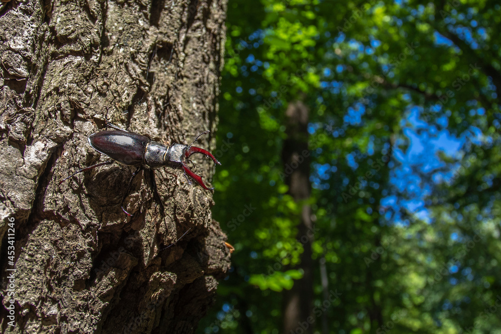 Naklejka premium Hirschkäfer (Lucanus cervus) Männchen