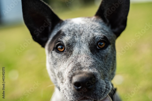 portrait of a dog