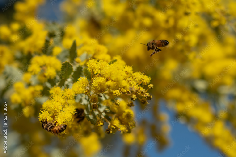 bee on yellow flower bee on yellow flower