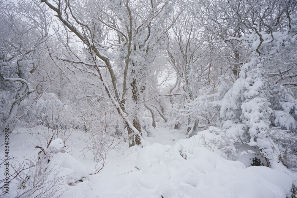 Fototapeta premium snowy winter forest