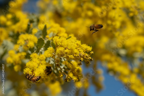 bee on yellow flower © CJO Photography