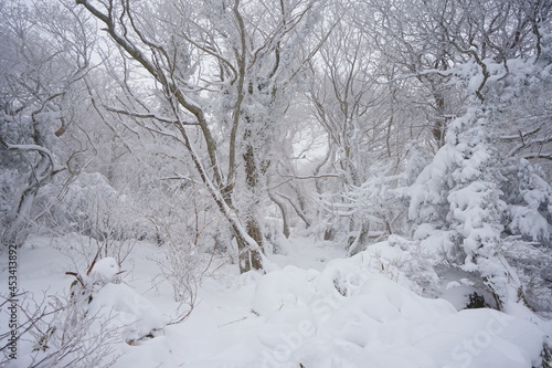 snowy winter forest