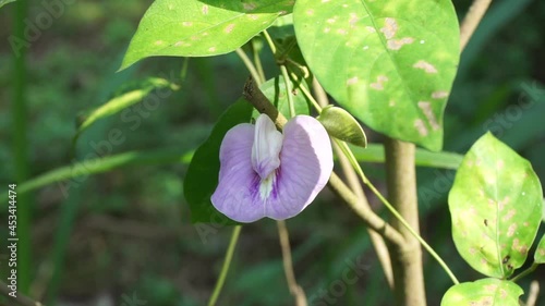 Centrosema virginianum plant with a natural background. Also called Spurred Butterfly Pea, wild blue vine, blue bell, wild pea. This plant in Indonesia (Javanese) is called sinder siman. photo