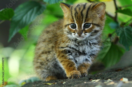 Sticker rusty spotted cat / wild cat