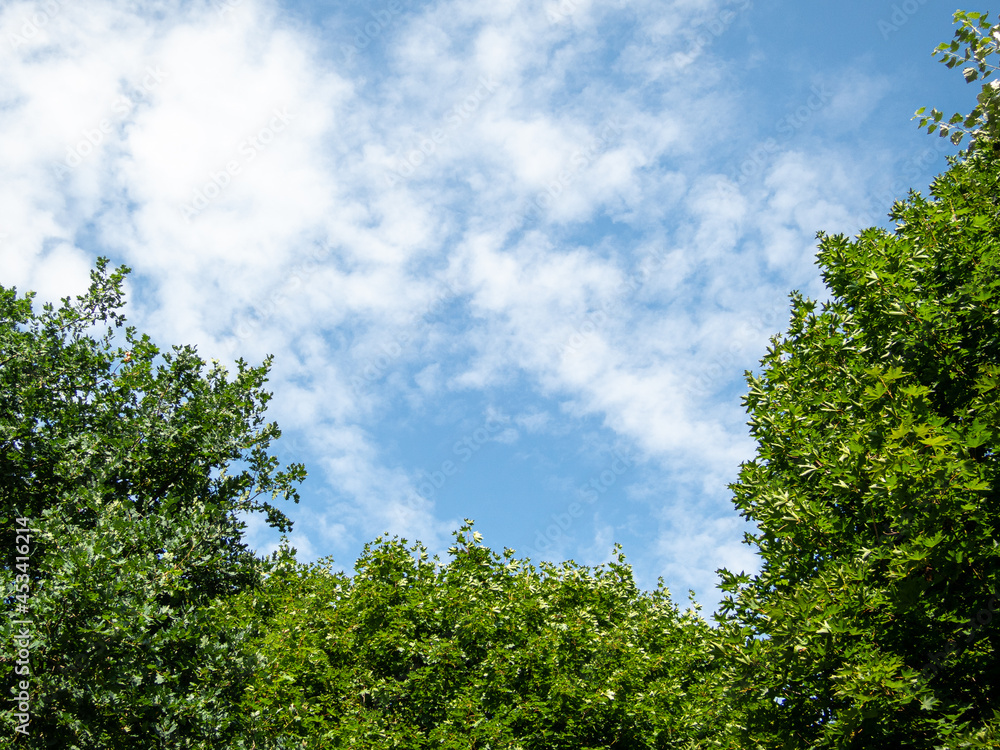 View to trees and blue sky in park View to trees and blue sky in park