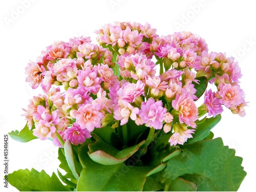 Fototapeta Naklejka Na Ścianę i Meble -  pink flowers of calanchoe potted plant