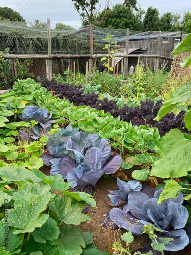 Fotografija Growing Vegetables on an allotment or community garden